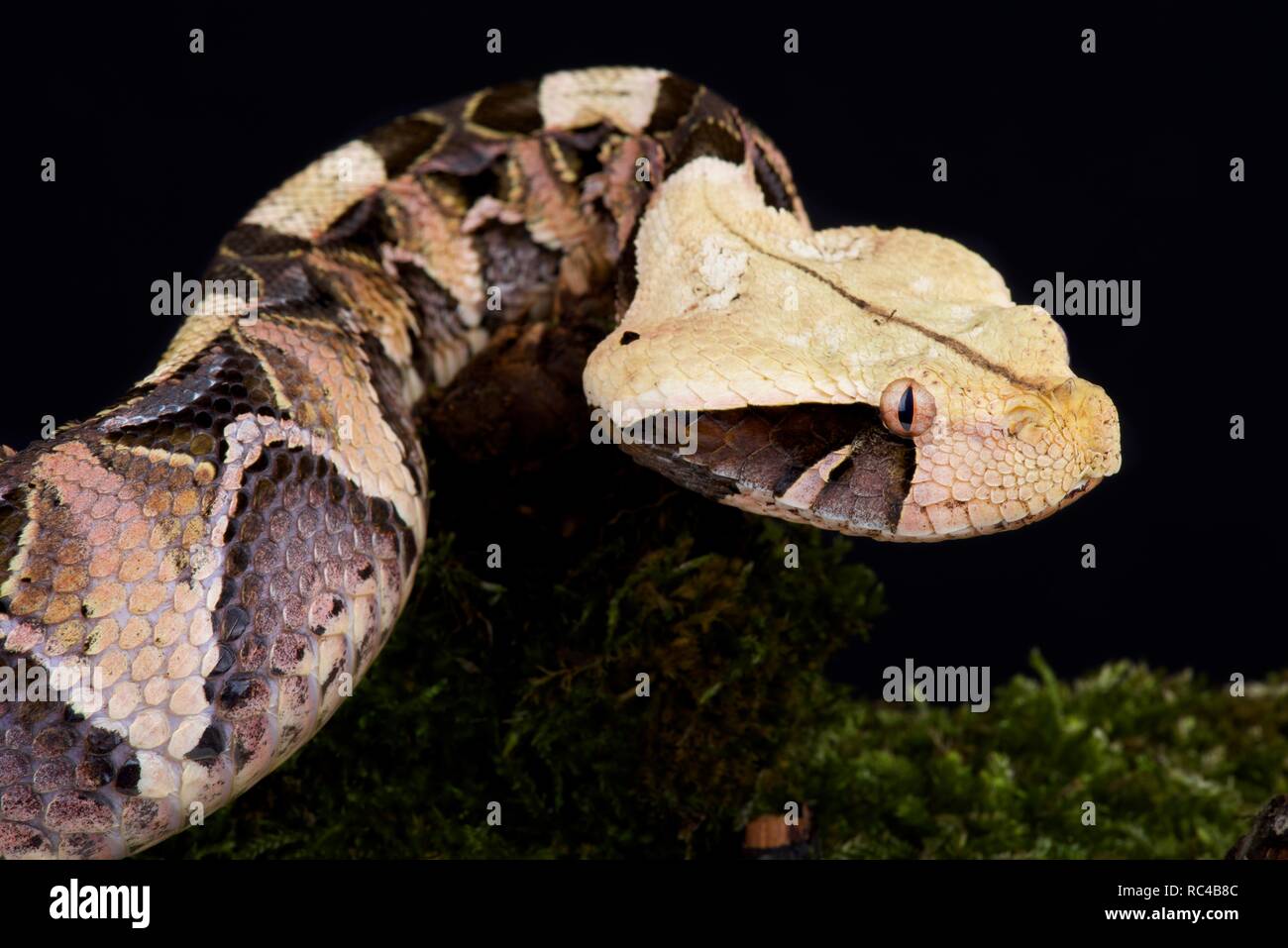 Gaboon Viper (Bitis Gabonica Gabonica Stock Photo - Alamy