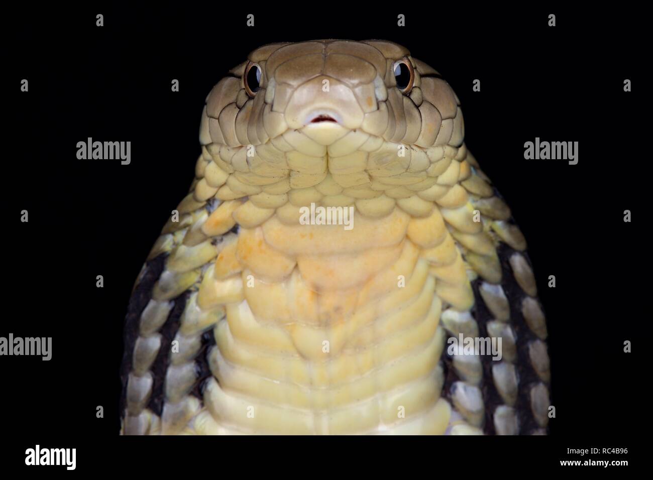 Chinese King cobra (Ophiophagus Hannah) Stock Photo