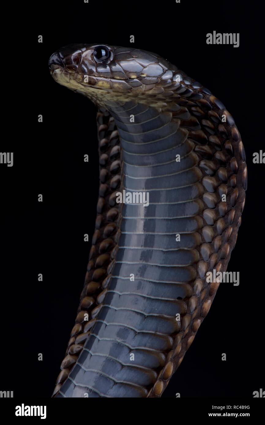 Arabian cobra (Naja arabica) Stock Photo