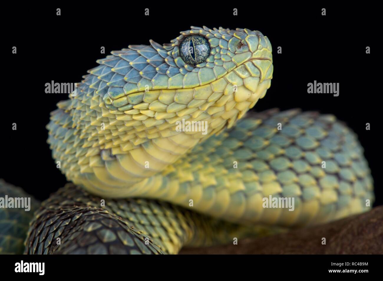 West African tree viper (Atheris chlorechis) on branch Togo. Controlled  conditions Stock Photo - Alamy