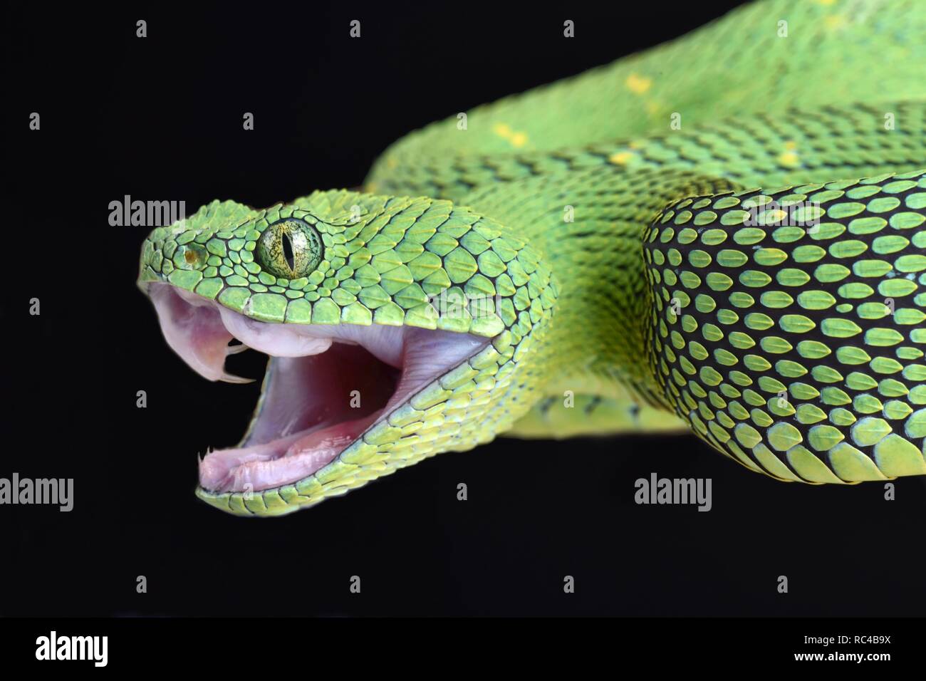 Western bush viper (Atheris chlorechis Stock Photo - Alamy