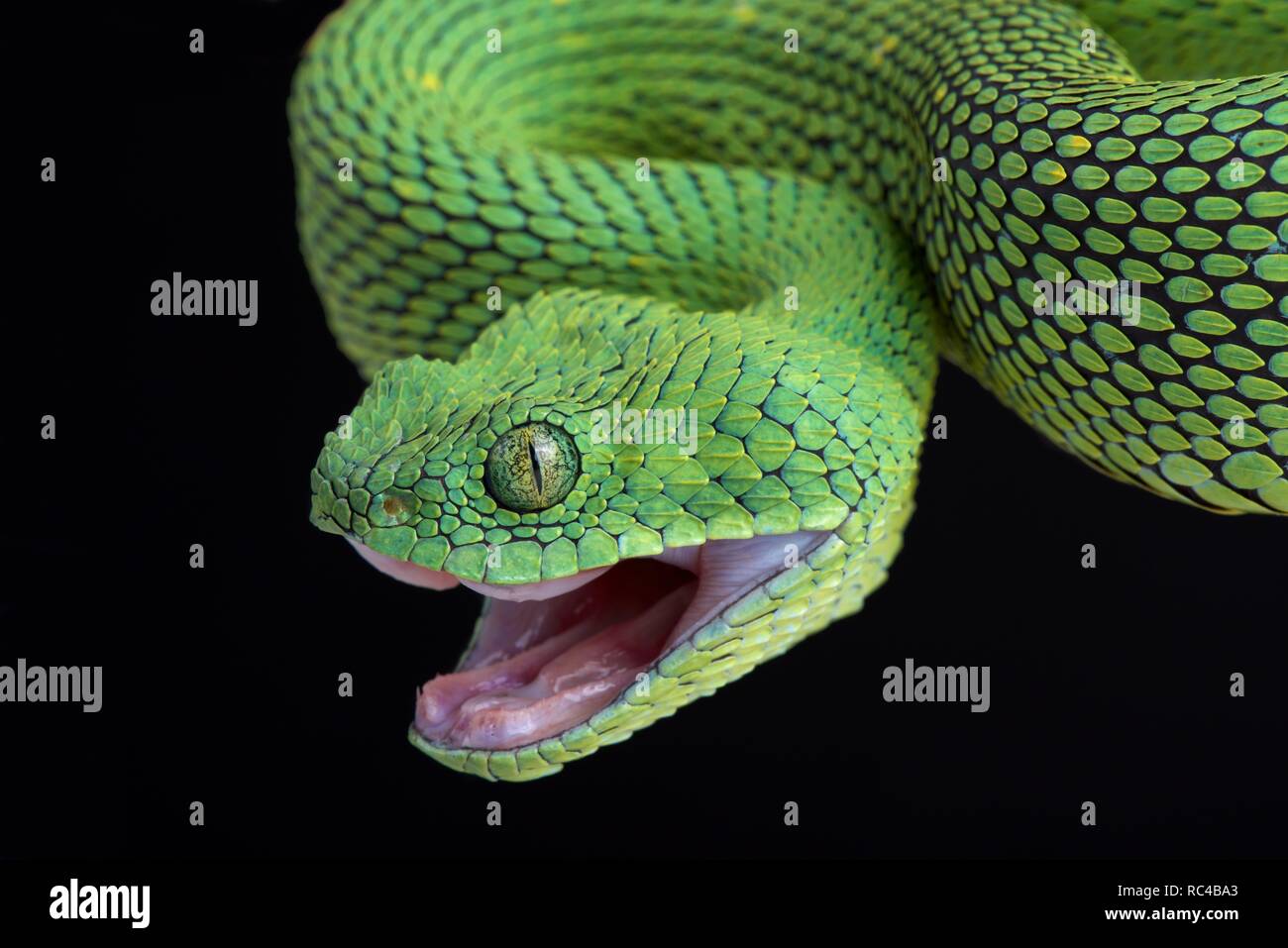 Hairy bush viper (Atheris hispida) on black background Stock Photo - Alamy