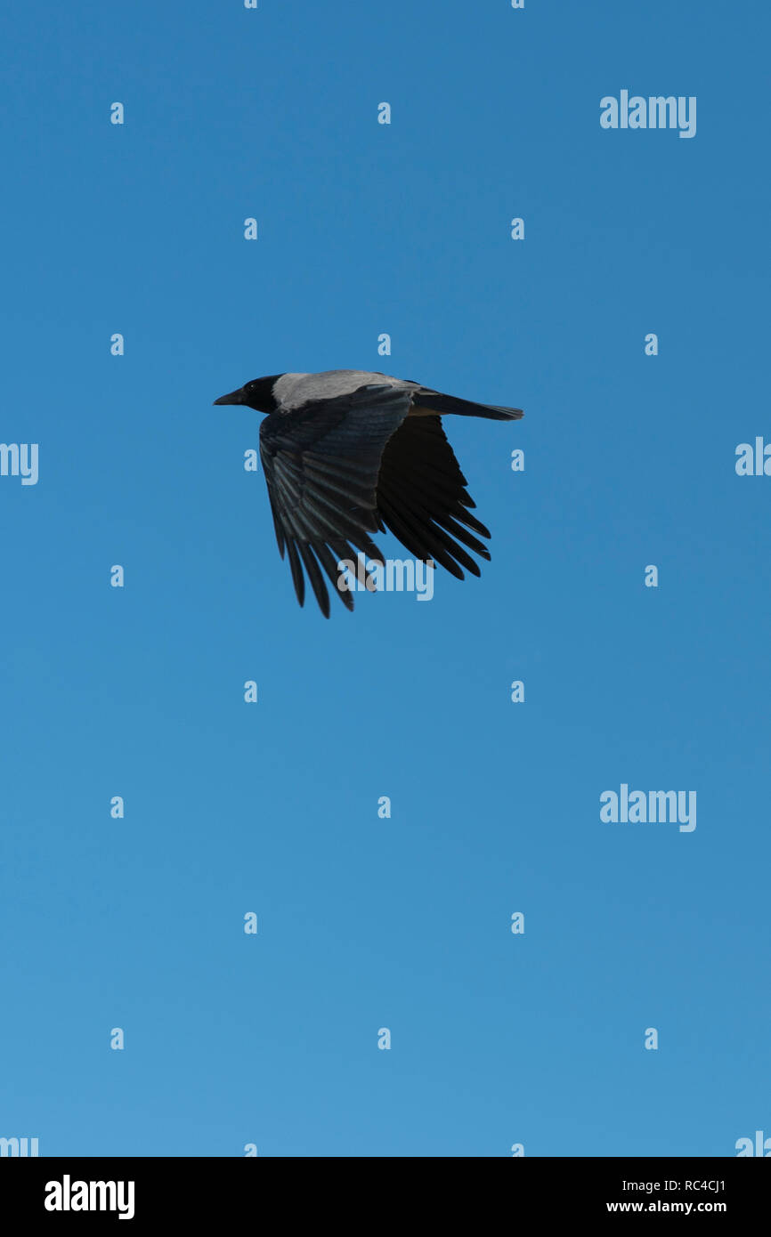 Crow flying against the blue sky. close up. vertical photo Stock Photo ...