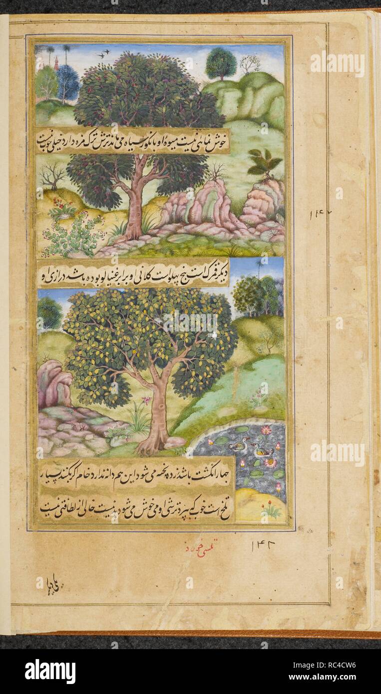 (above). â€˜Jamanâ€™ (similar to the black grape) â€˜(eugenia jambolana)â€™ (Tulsi Khurd). (below). â€˜Kamrak (averrhoa carambola)â€™ (Tulsi Khurd). Vaki'at-i Baburi, the Memoirs of Babur, translated from the Turki original by Mirza 'Abd al-Rahim, Khan-i khanan. One hundred and forty-three miniatures (mostly with attributions). c.1590. Opaque watercolour. Mughal style; Mughal/Akbar style. Source: Or. 3714 Vol.4 f.398v. Stock Photo