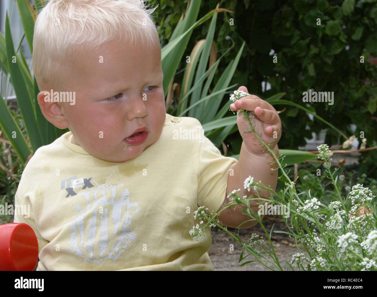 Baby boy admiring a garden flower outside in back garden Stock Photo