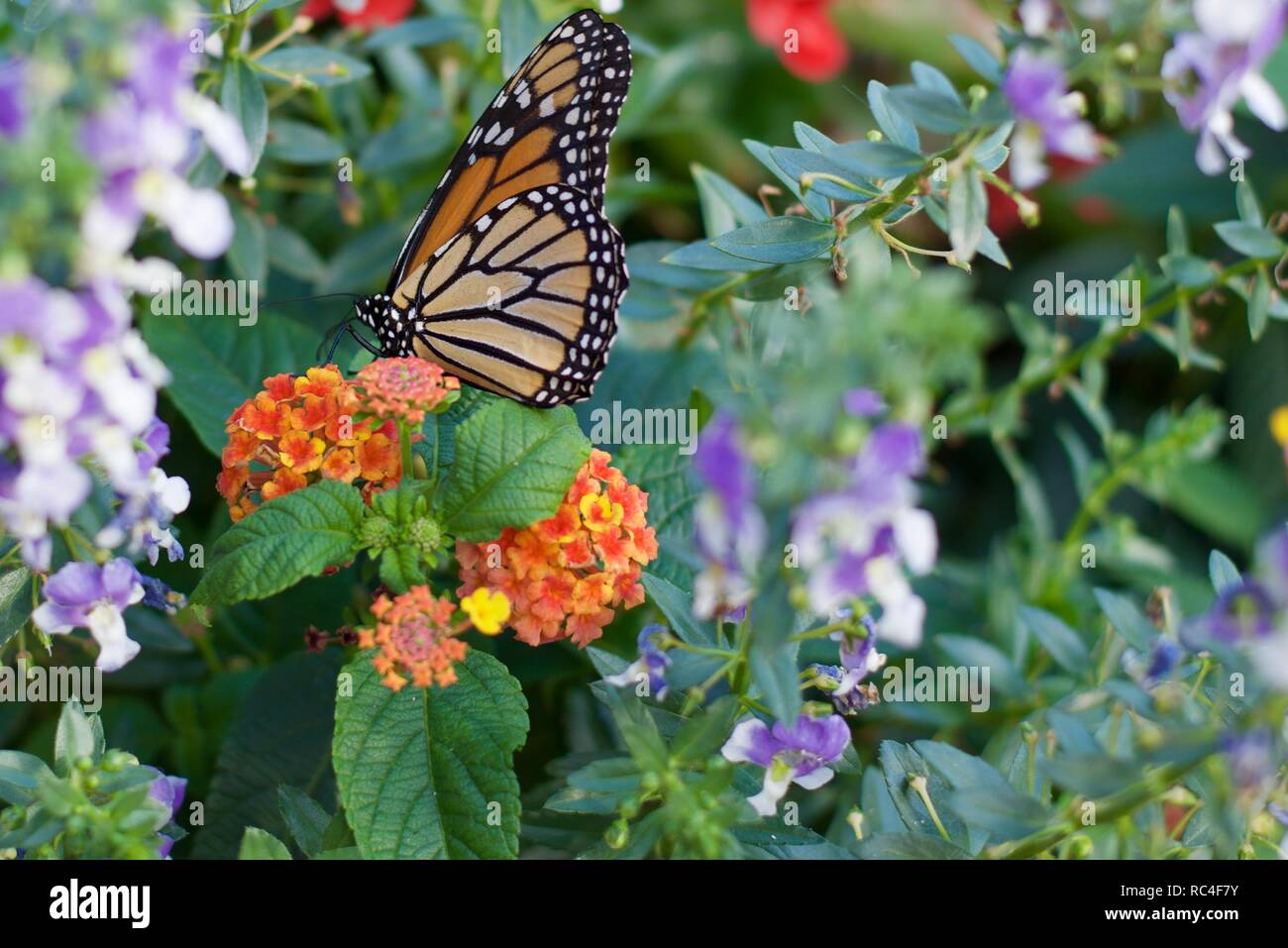 monarch butterfly over flowers Stock Photo