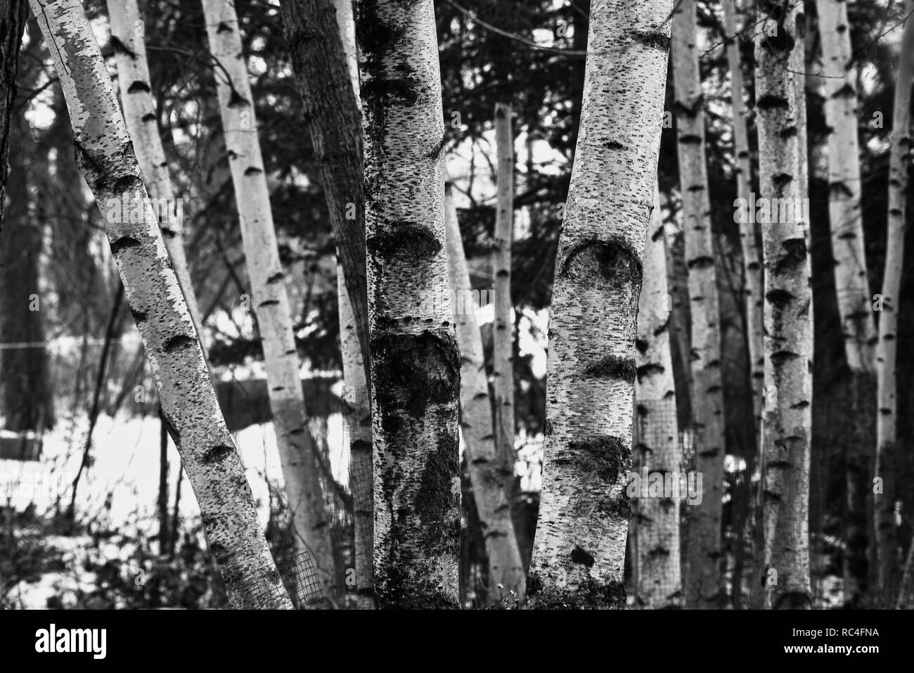 Montreal,Canada,5 January,2019.Black & White image of birch trees in winter..Credit:Mario Beauregard/Alamy Live News Stock Photo
