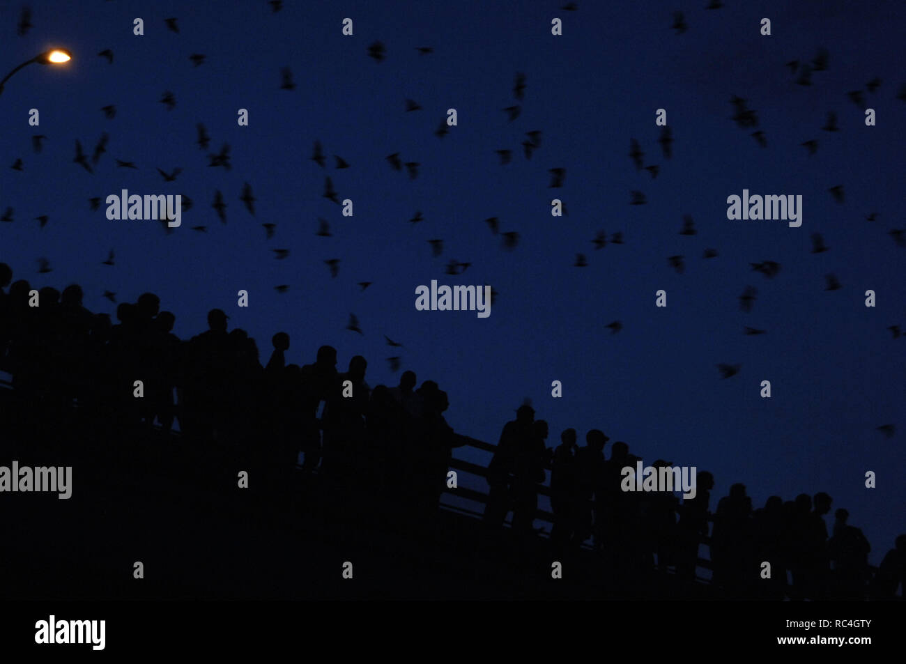 Gente al anochecer en el Puente de Congress Avenue contemplando la Colonia Urbana de murciélagos más grande del mundo, que reside bajo el puente. AUSTIN. Estado de Texas. Estados Unidos. Stock Photo