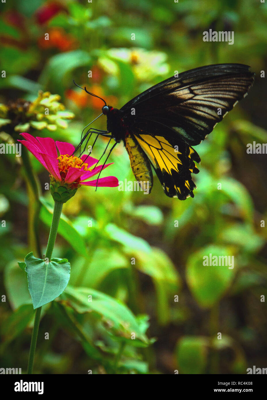 Beautiful butterfly on the flower help pollinate the plants Stock Photo