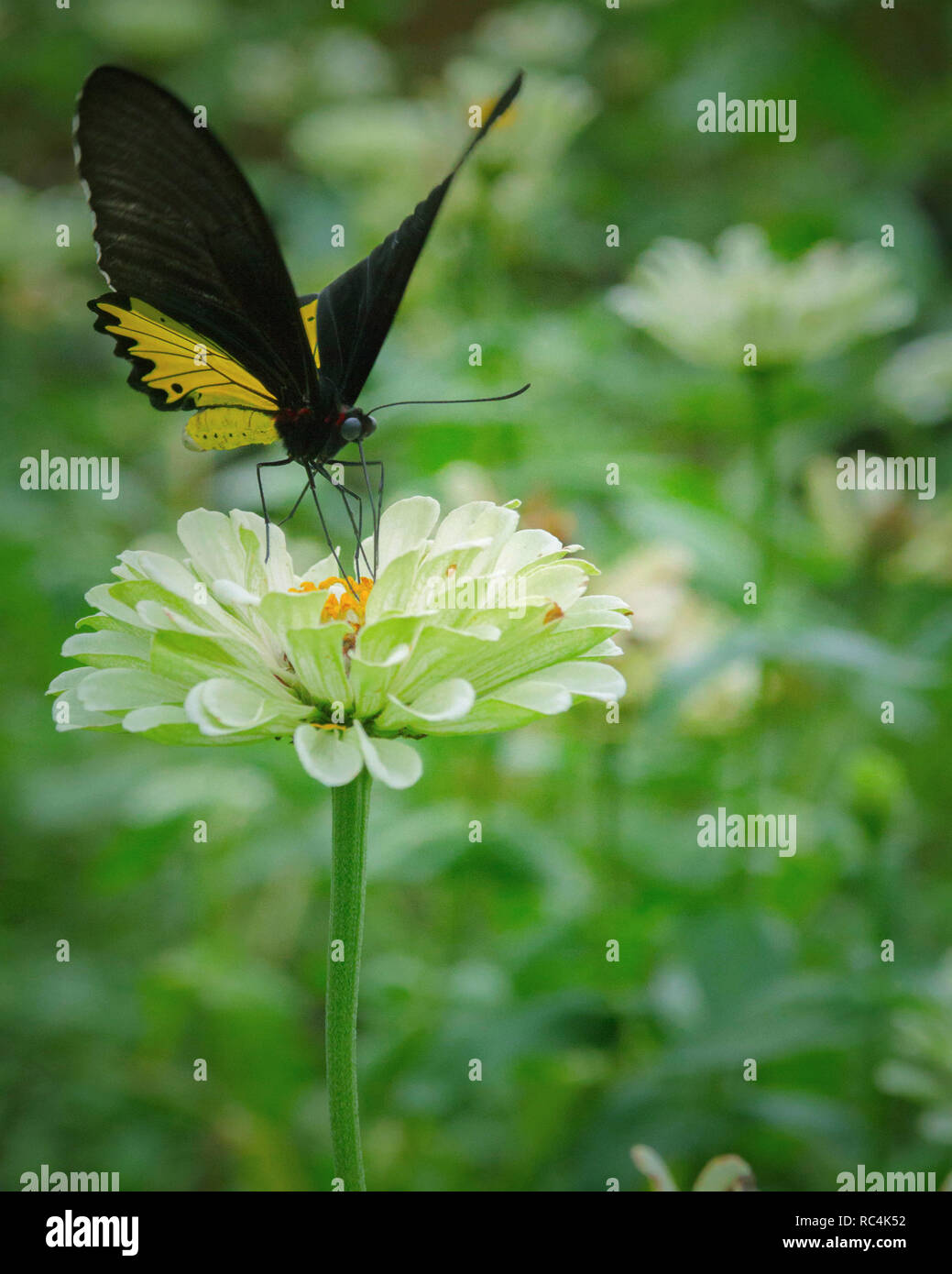 Beautiful butterfly on the flower help pollinate the plants Stock Photo