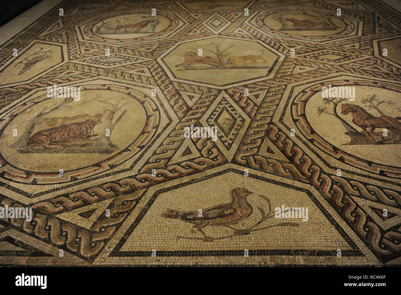 Floor mosaic from a Roman house in Trier, 250. Stone and glass mosaics. Polychrome. Decorated with borders and animals. Artwork loaned by  Rheinisches Landesmuseum, Trier). The German Historical Museum. Berlin. Germany. Stock Photo