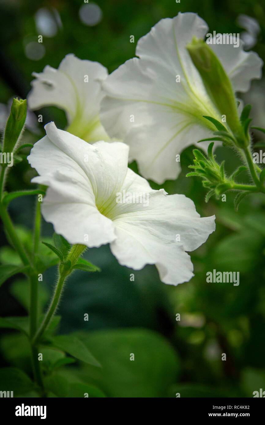 White petunias flowers close-up picture Stock Photo
