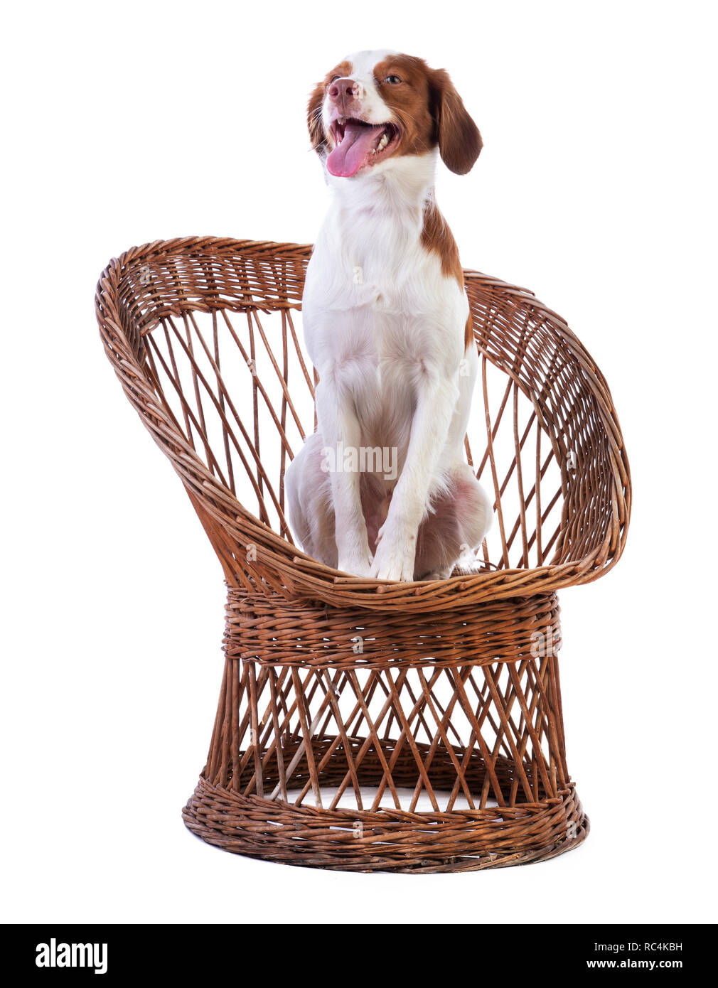 Brittany spaniel on a white background Stock Photo - Alamy