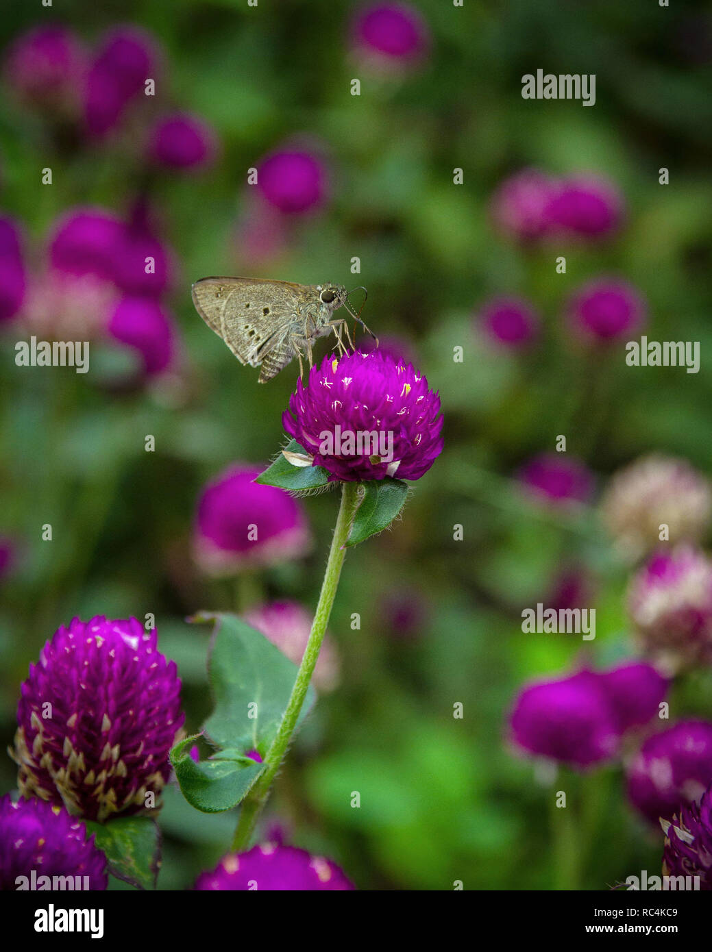 Beautiful butterfly on the Gomphrena flower to help pollinate the