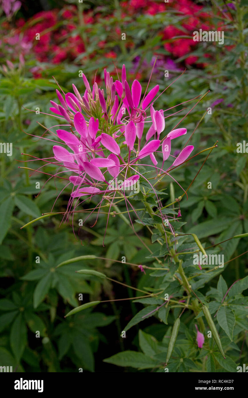 The pink spider flower, cleome hassleriana flower Stock Photo
