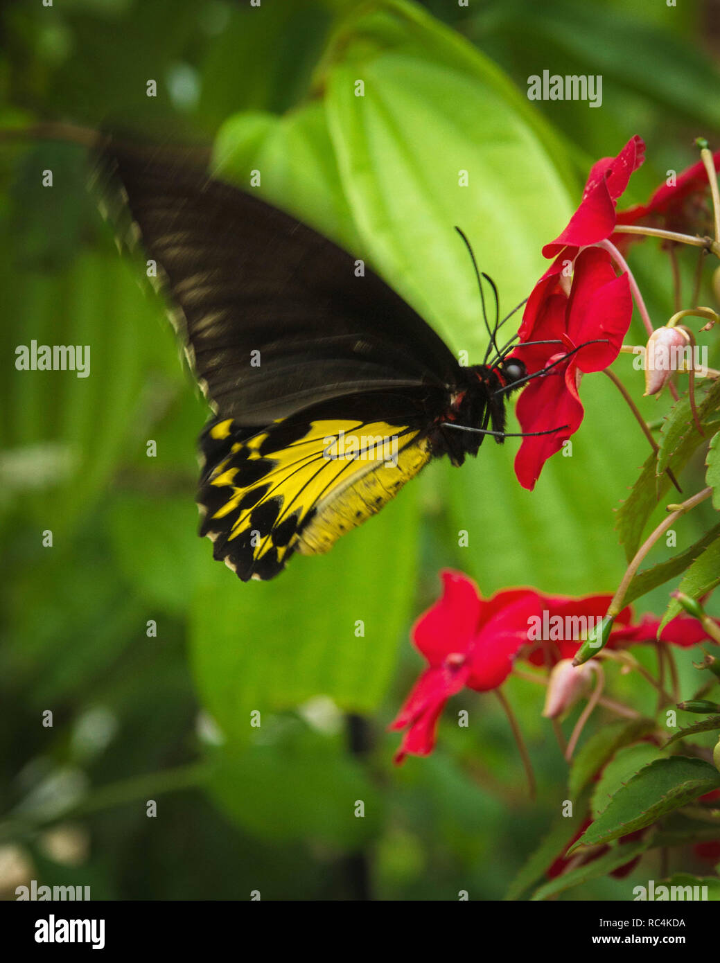 Beautiful butterfly on the flower help pollinate the plants Stock Photo