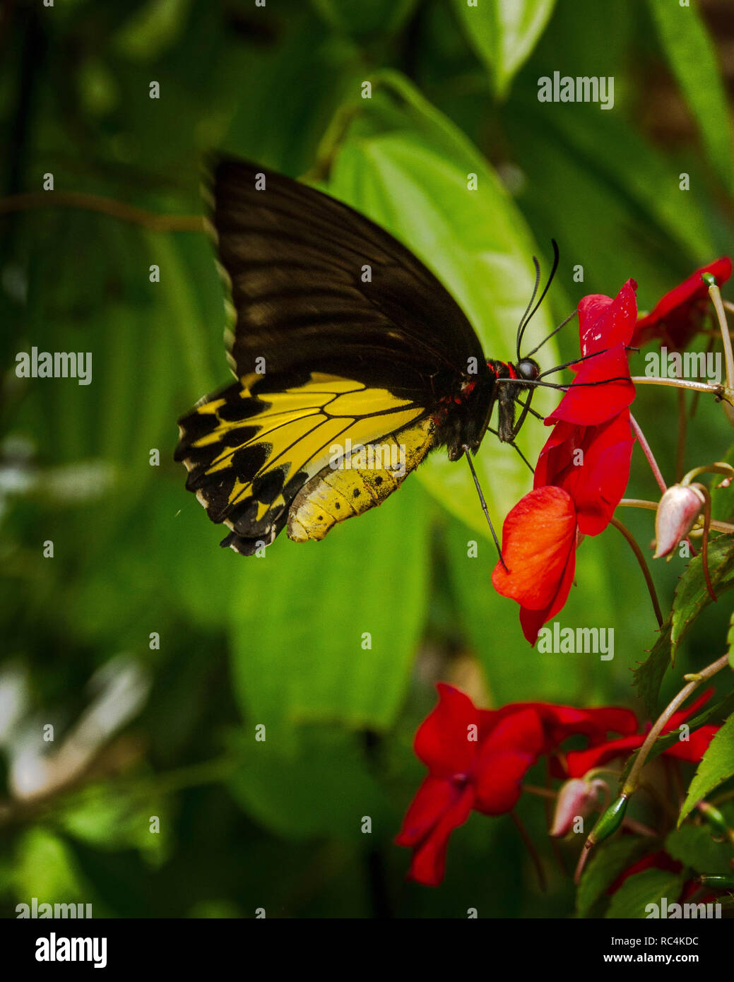 Beautiful butterfly on the flower help pollinate the plants Stock Photo Alamy