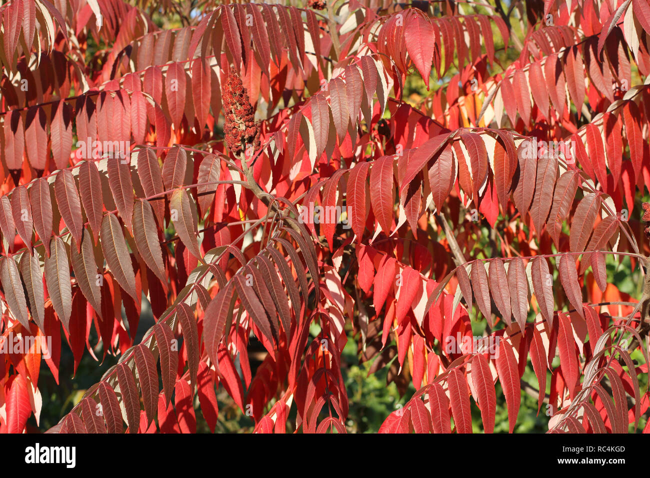 Autumn - purple and red leaves on sumac tree against green trees Stock Photo