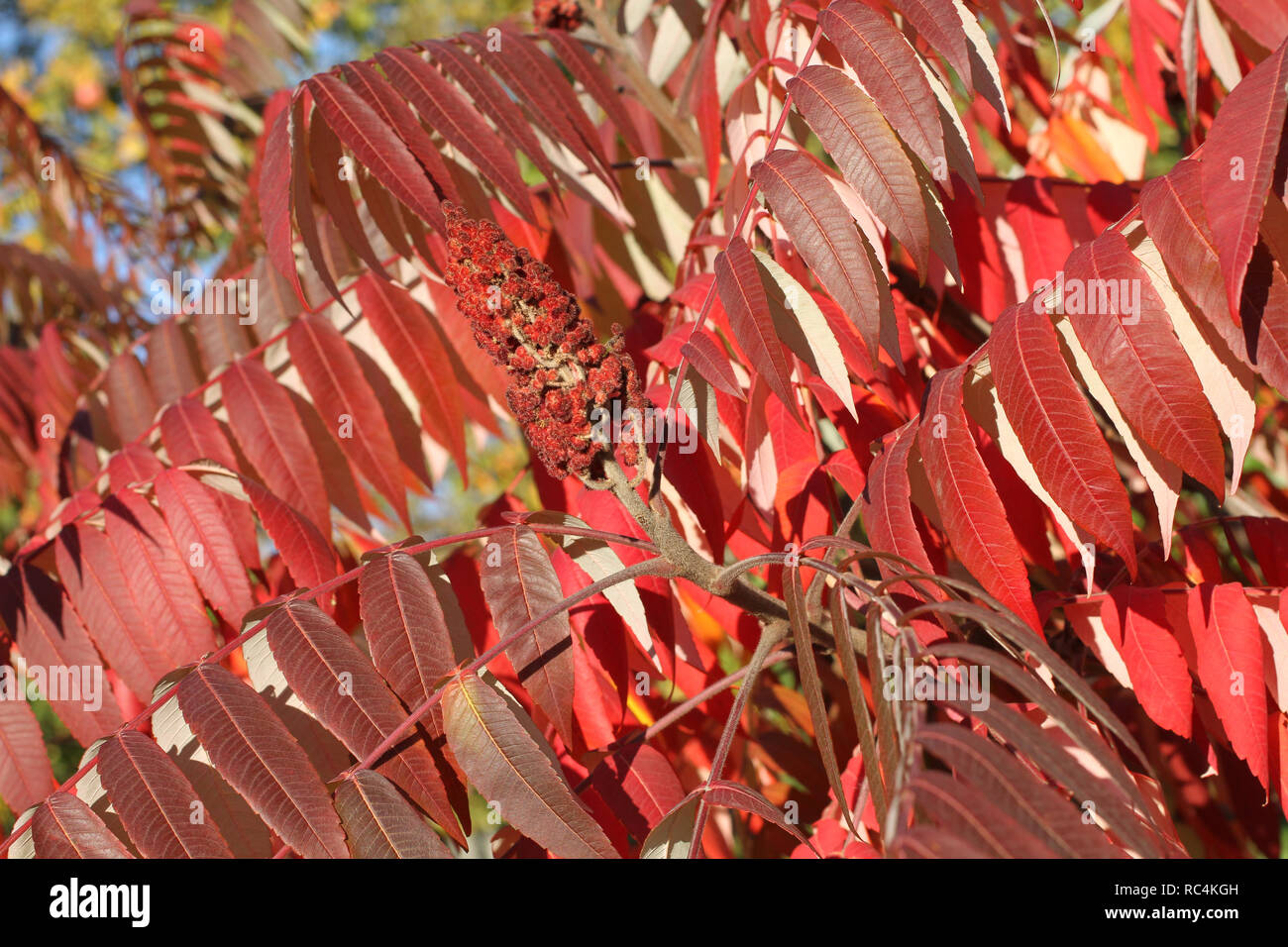 Autumn - red leaves on sumac tree against blue sky Stock Photo