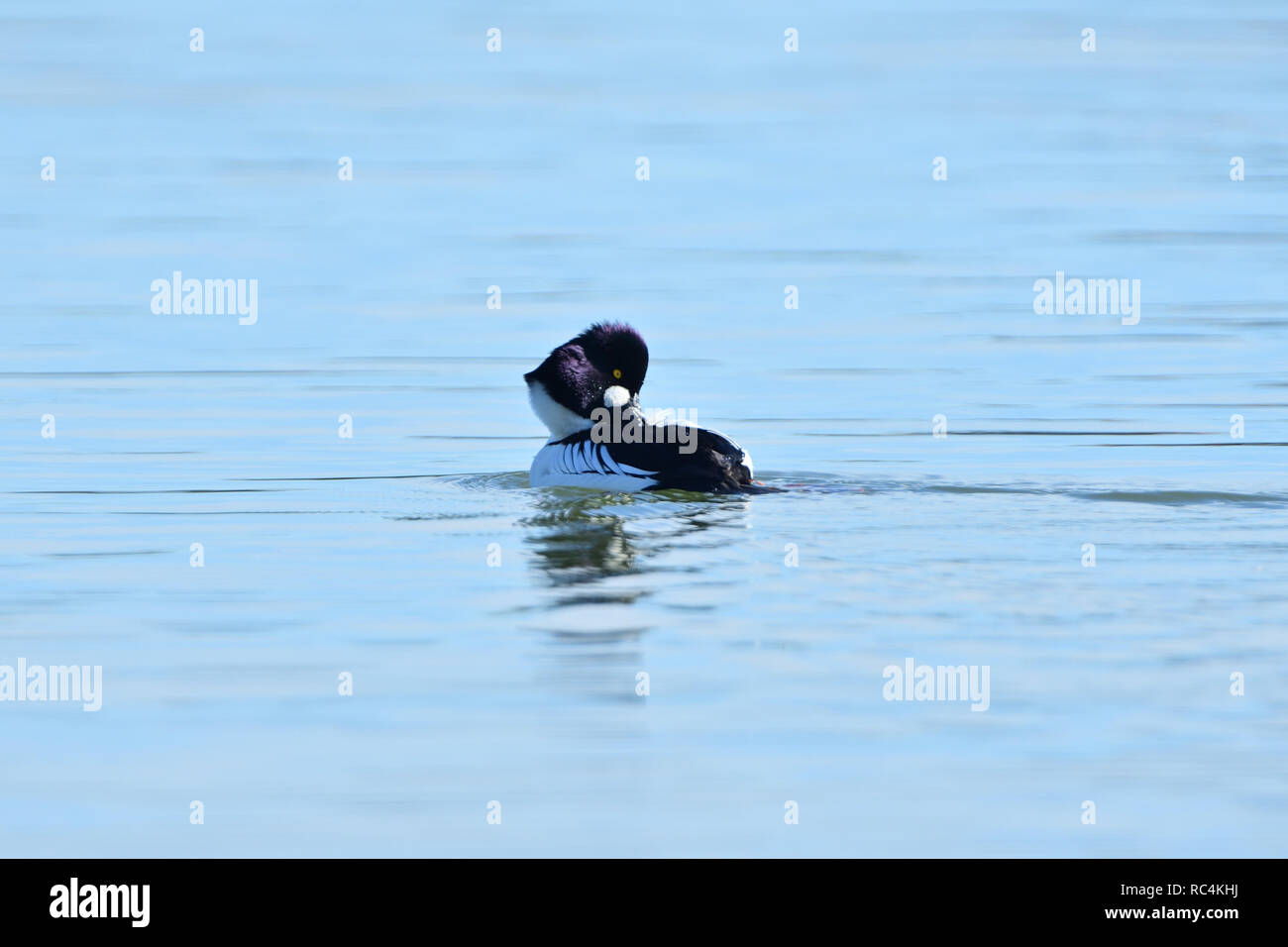Common Goldeneye Duck Stock Photo Alamy