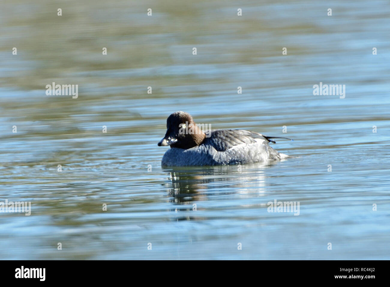 Common Goldeneye Duck Stock Photo Alamy