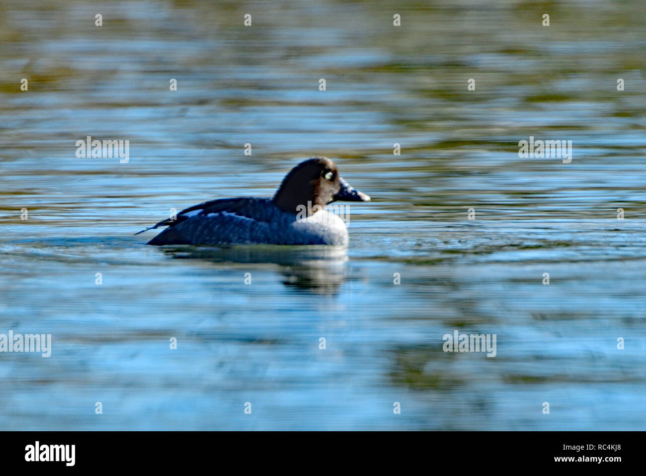 Common Goldeneye Duck Stock Photo Alamy