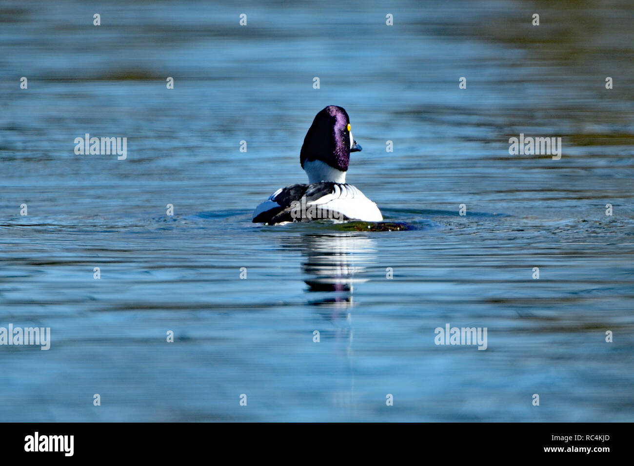 Common Goldeneye Duck Stock Photo Alamy