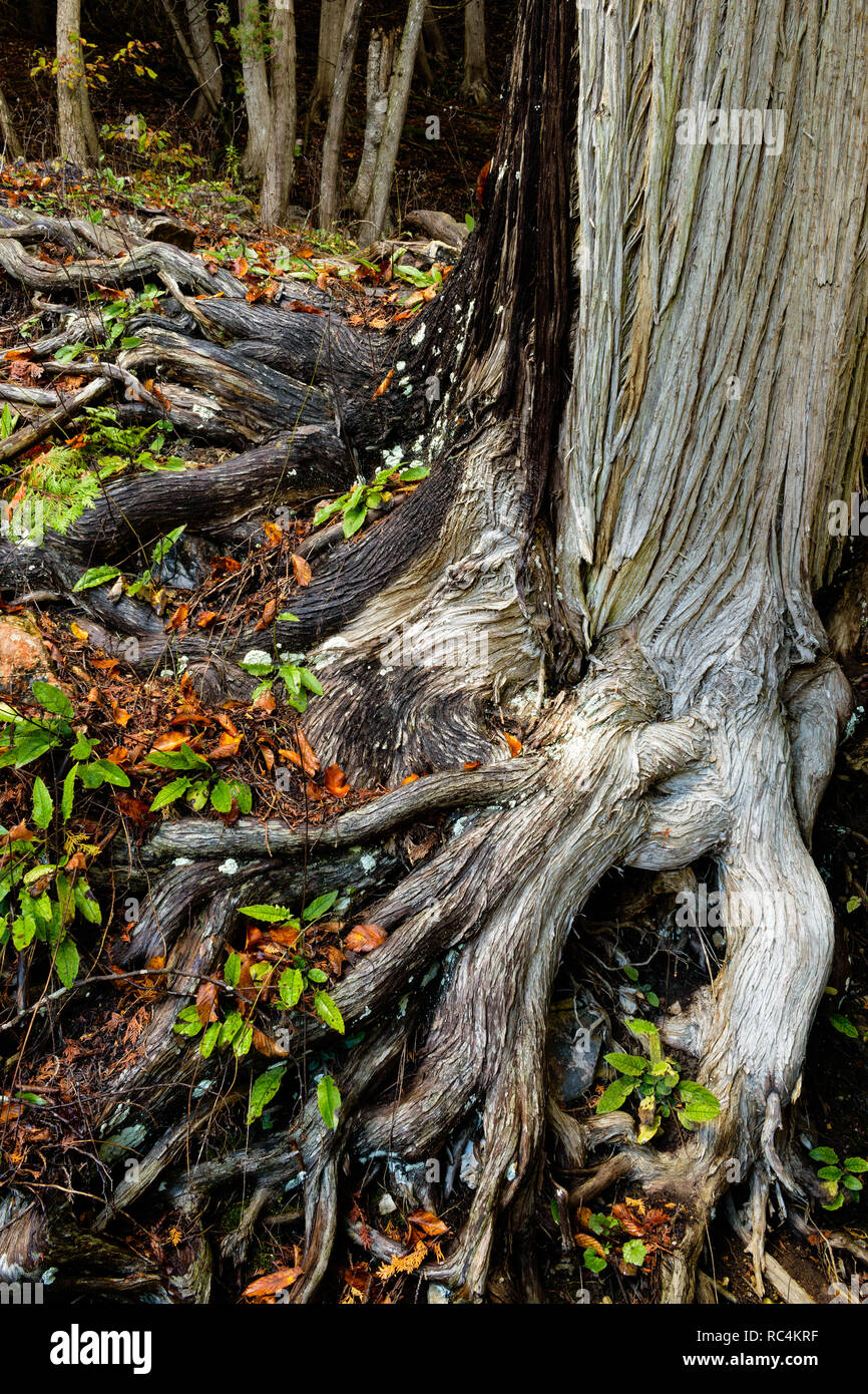 Roots of a cedar tree clinging to the side of a hill on Mackinac Island Stock Photo