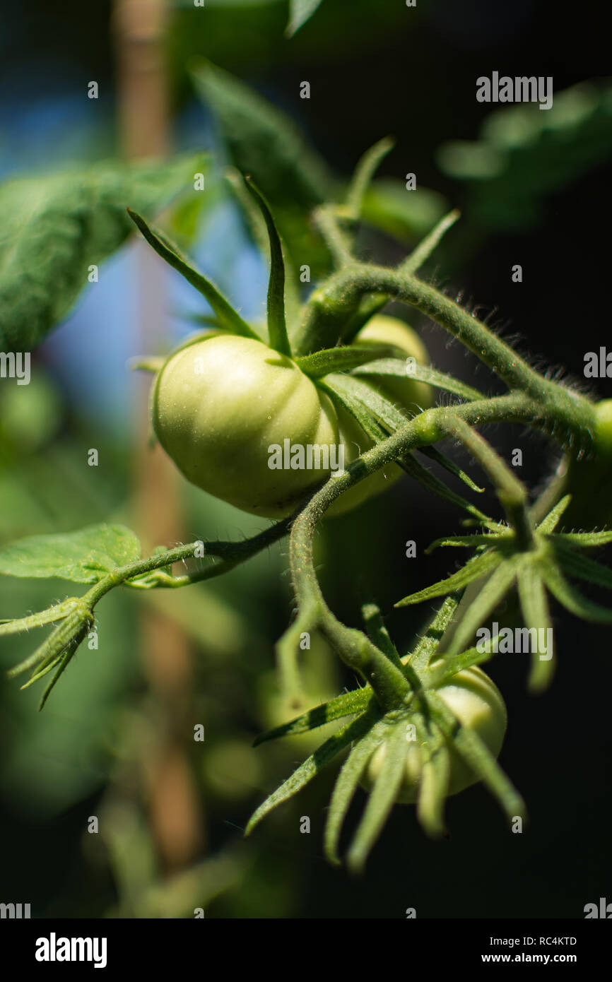 Growing Heirloom tomato in the afternoon sun Stock Photo Alamy