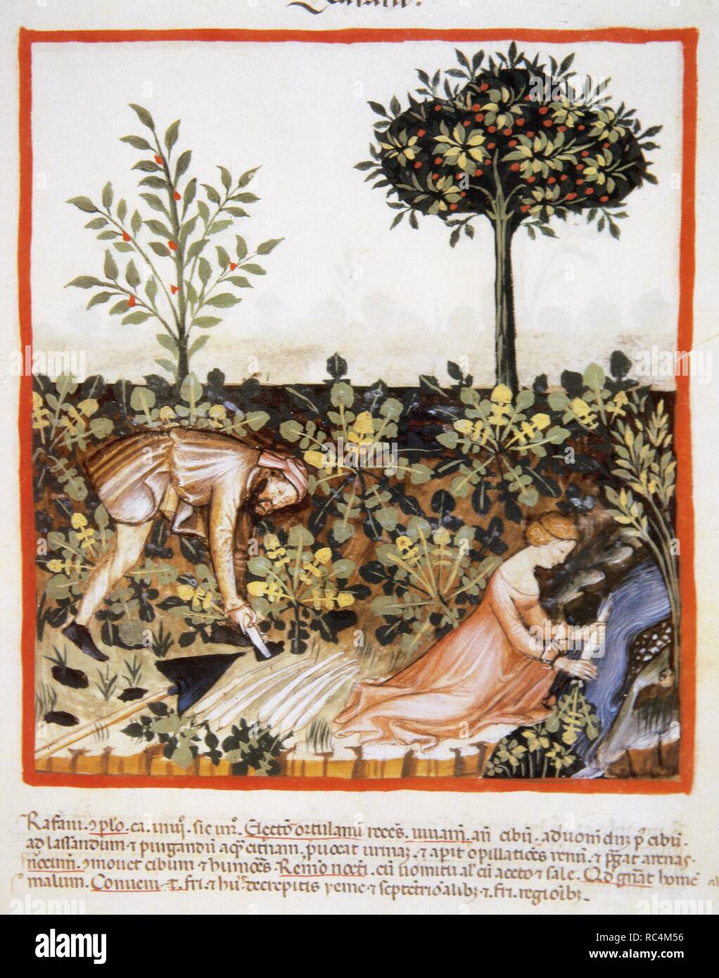 Tacuinum Sanitatis. 14th century. Medieval handbook of health. Man gathering turnips. Woman cleaning turnips in a river. Miniature. Fol. 52 r. Stock Photo