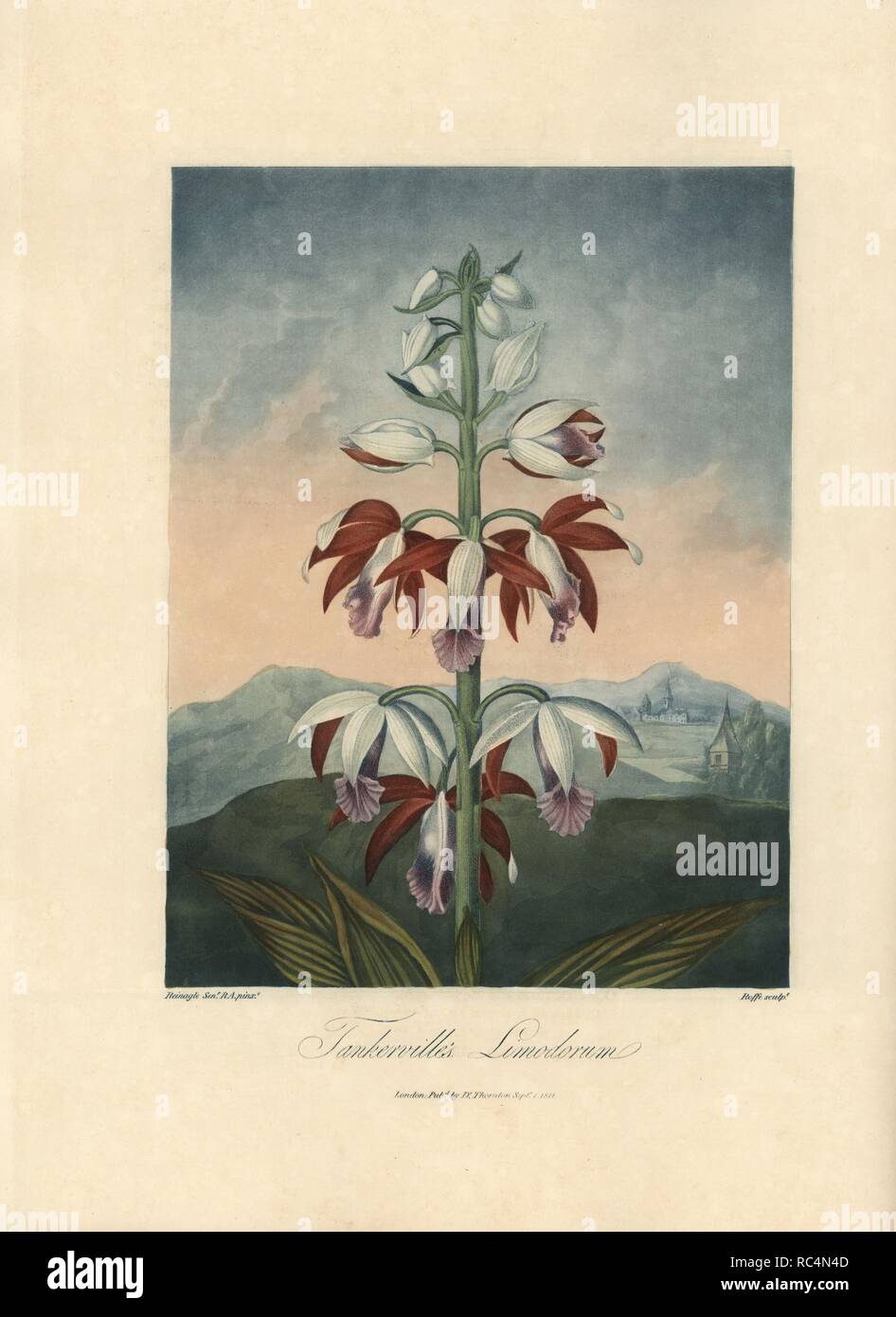 Tankerville's limodorum, Phaius tankervilleae. Painted by Philip Reinagle, engraved by Roffe. Handcoloured stipple copperplate engraving from Dr. Robert Thornton's 'Temple of Flora,' Lottery edition, London, 1812. The illustrations were a mix of aquatint, mezzotint and stipple engravings finished by hand. Stock Photo