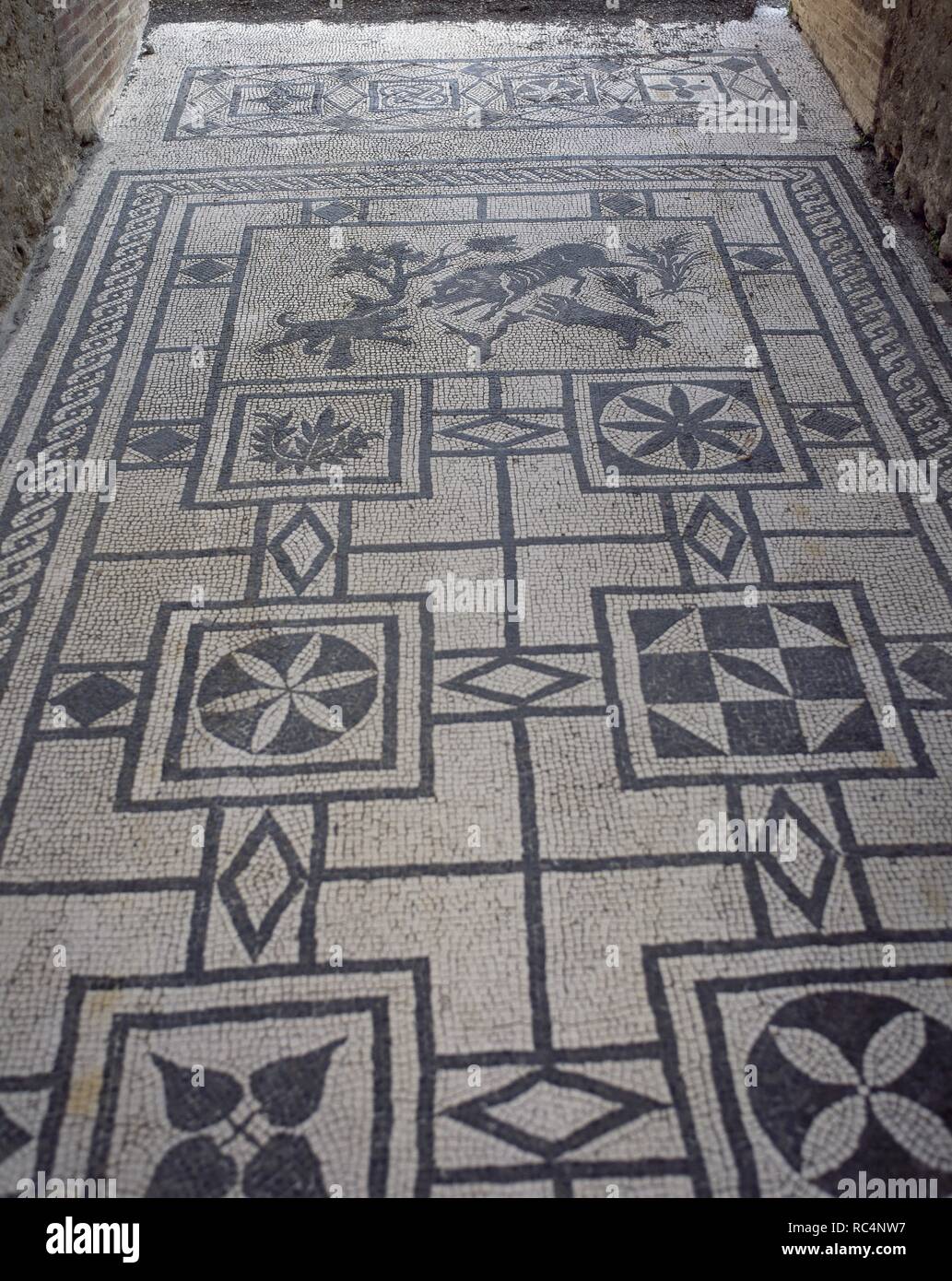 ARTE ROMANO. ITALIA. MOSAICO de teselas blancas y negras que decoraba el pavimento del 'ATRIUM' (Atrio) de una 'DOMUS' pompeyana. La representación central es una escena de caza: 'JABALI ATACADO POR PERROS', y el resto son motivos geométricos. CASA DEL JABALI (en la Vía de la Abundancia). POMPEYA. La Campania. Stock Photo