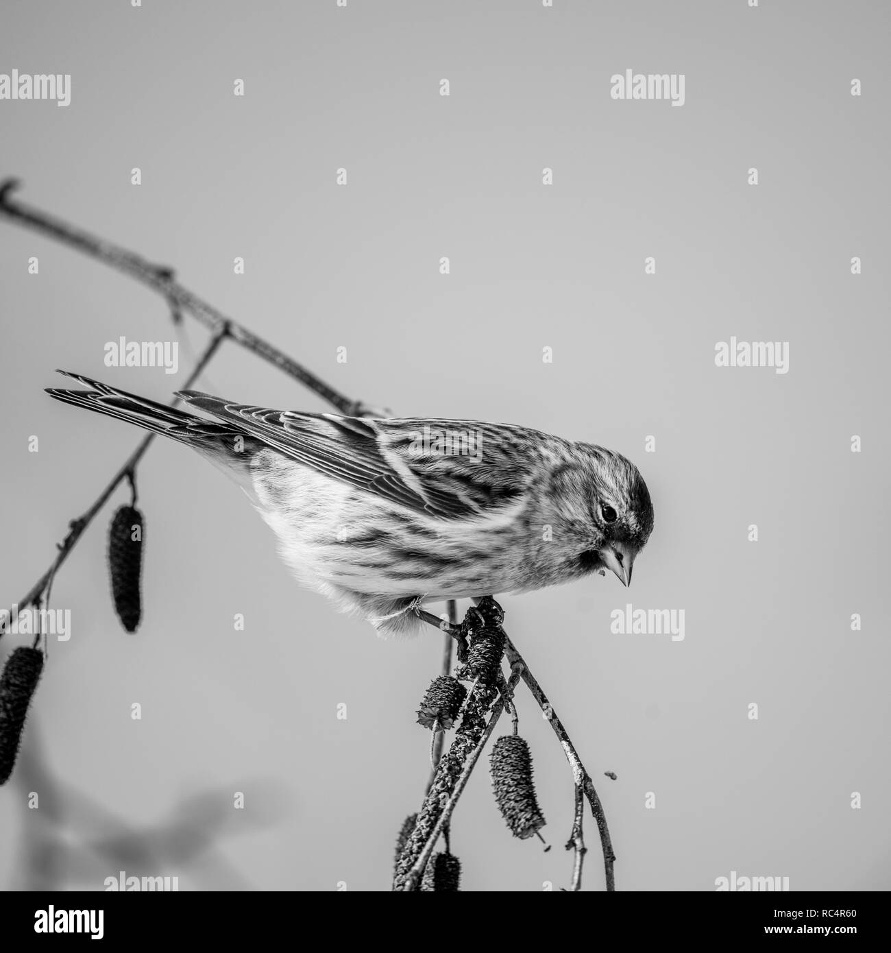 Birds finches Black and White Stock Photos & Images - Alamy