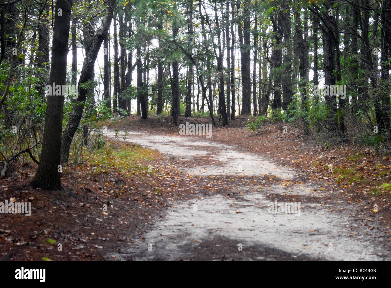 Dirt pathway in heavily wooded area mid to late autumn in Cheesequake Park, New Jersey -6 Stock Photo