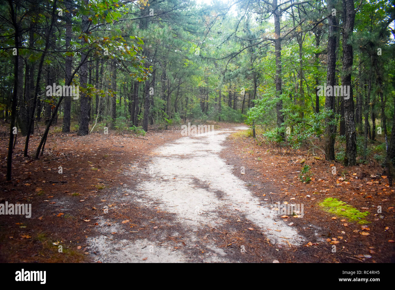 Dirt pathway in heavily wooded area mid to late autumn in Cheesequake Park, New Jersey -8 Stock Photo