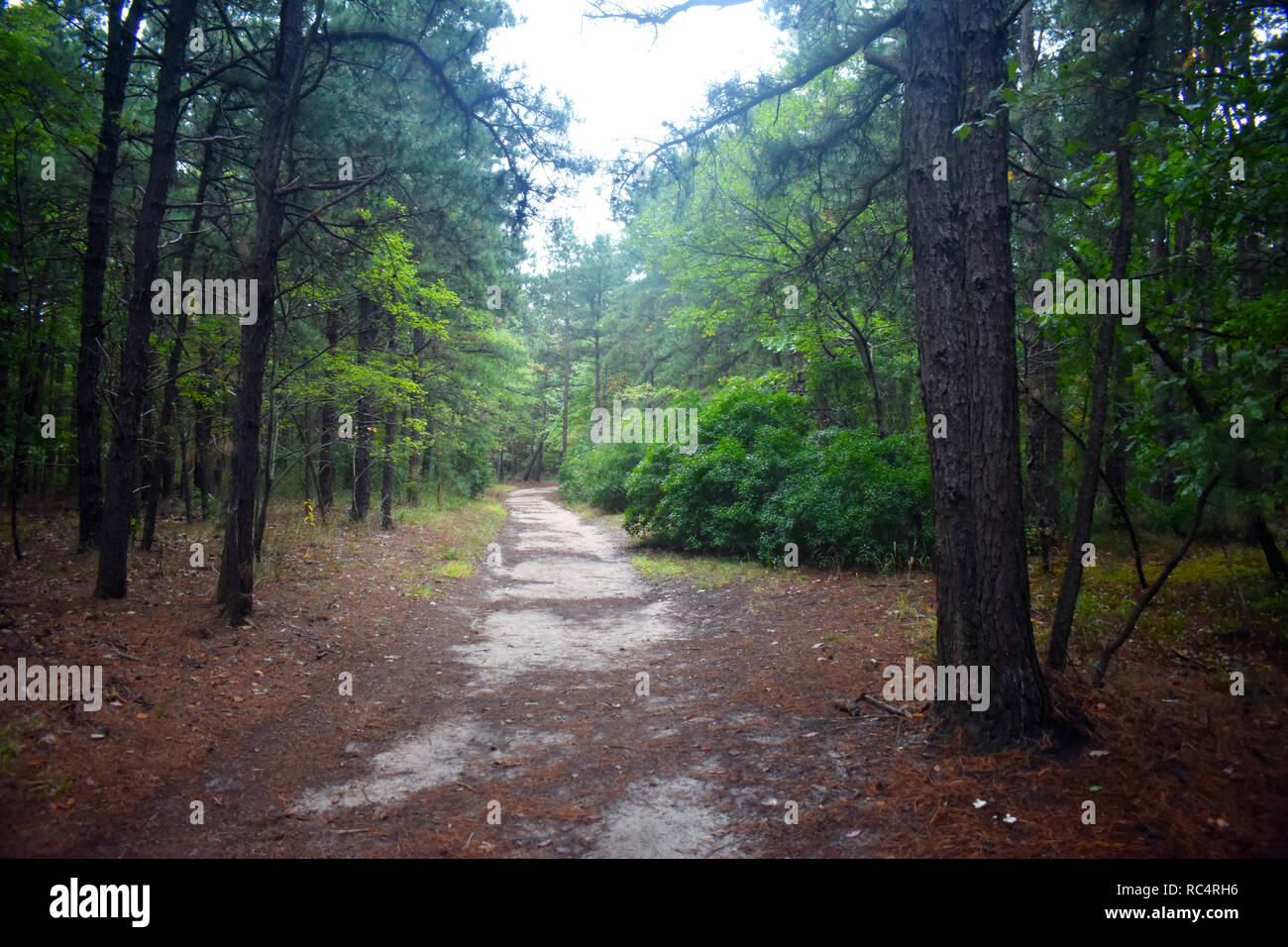 Dirt pathway in heavily wooded area mid to late autumn in Cheesequake Park, New Jersey -9 Stock Photo