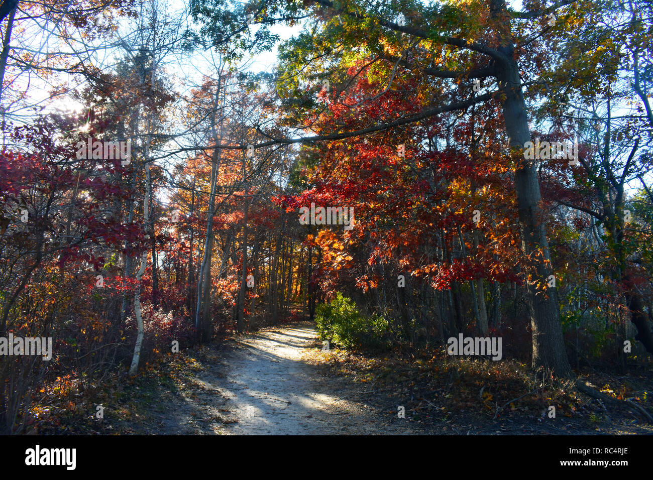 Dirt pathway in heavily wooded area mid to late autumn in Cheesequake Park, New Jersey -10 Stock Photo