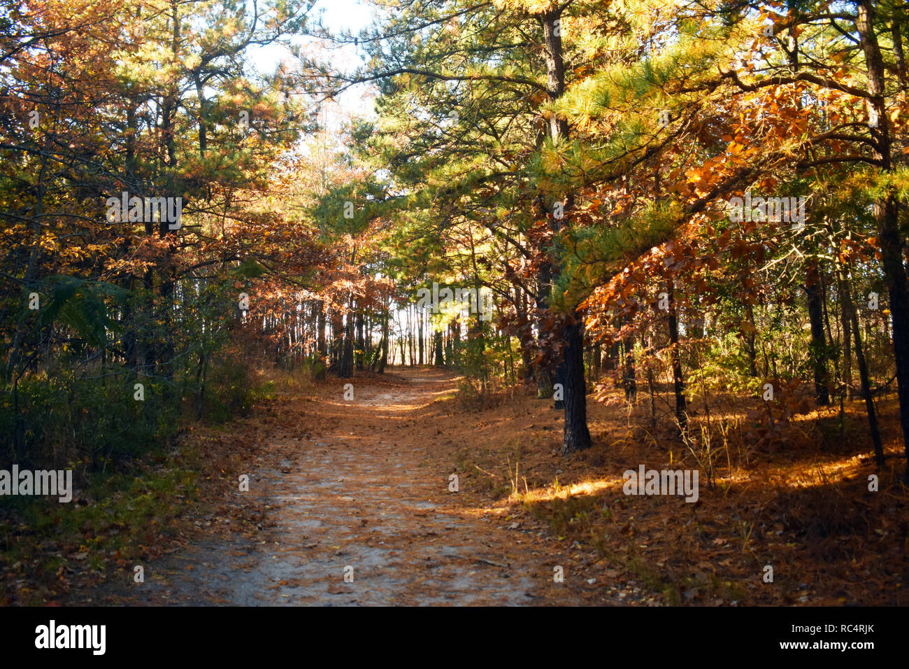 Dirt pathway in heavily wooded area mid to late autumn in Cheesequake Park, New Jersey 11 Stock