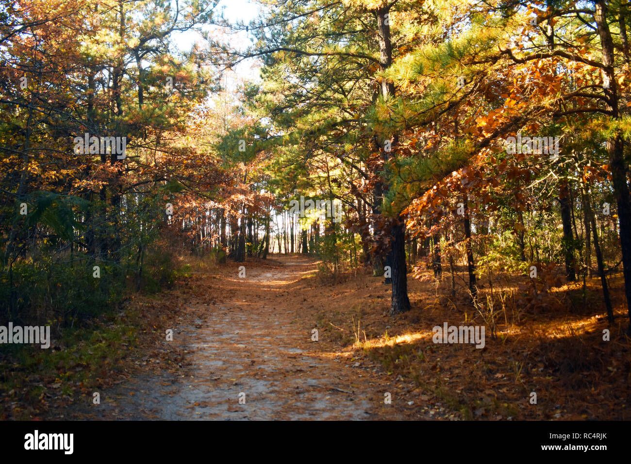 Dirt pathway in heavily wooded area mid to late autumn in Cheesequake Park, New Jersey -11 Stock Photo