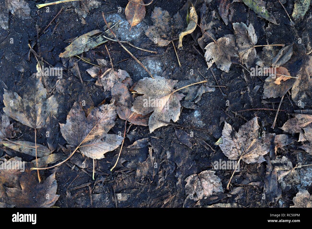 Close up high resolution surface of autumn leaves on the ground Stock ...