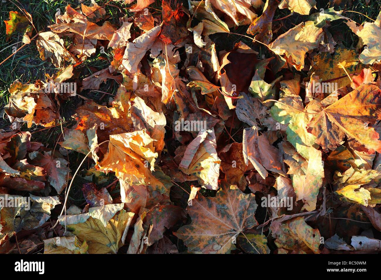 Close up high resolution surface of autumn leaves on the ground Stock ...