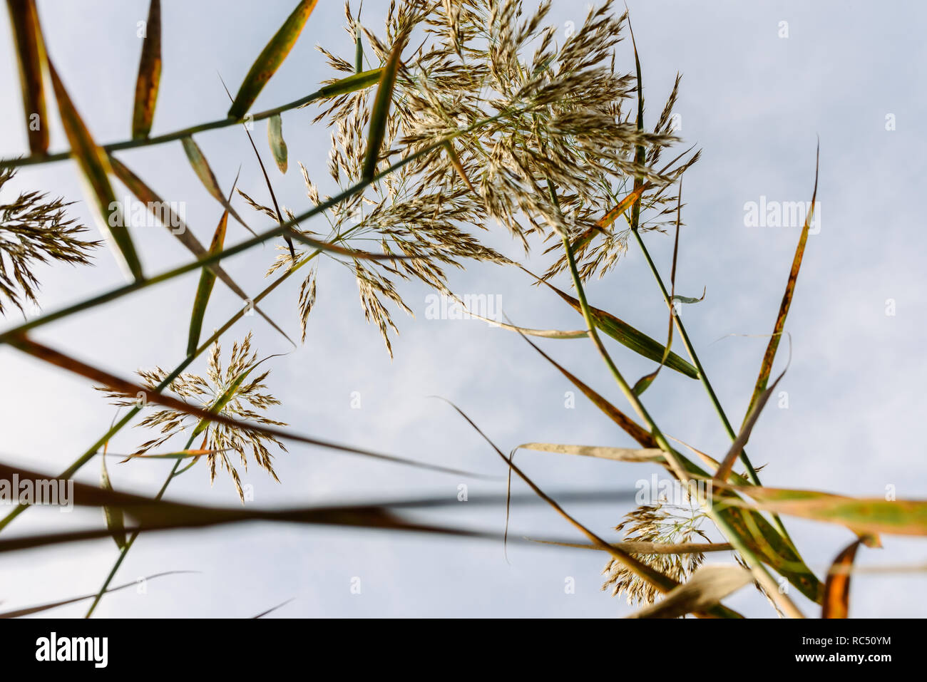 Stalks Vs Reeds Silhouette plant tall stalk hi-res stock photography and images - Alamy