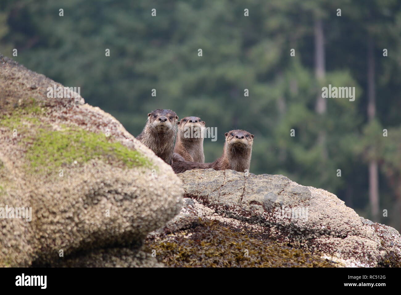 River otter trio in Saltery Bay, British Columbia Stock Photo