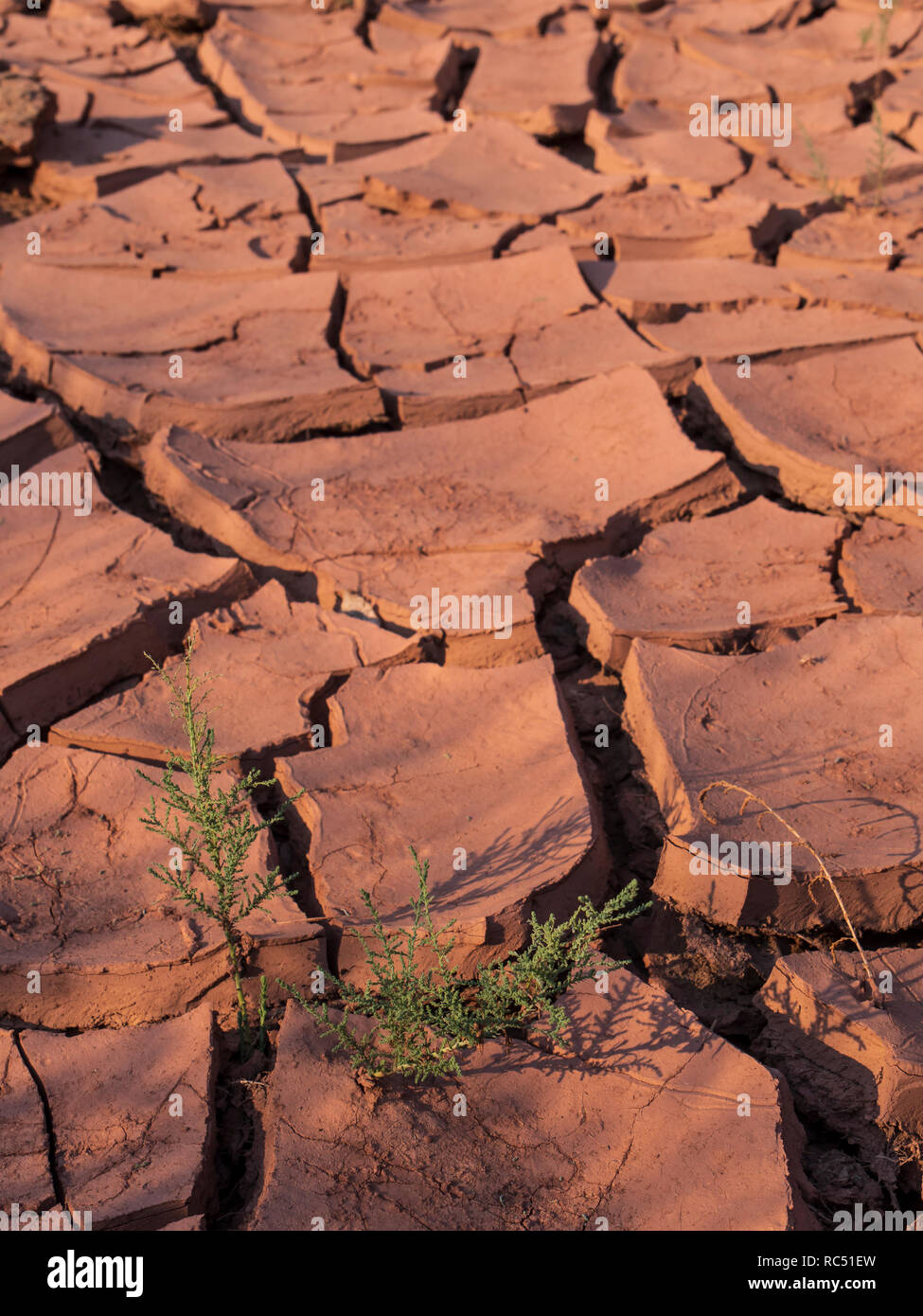 Plant growing in the dried mud beside Range Creek, Gray Canyon north of