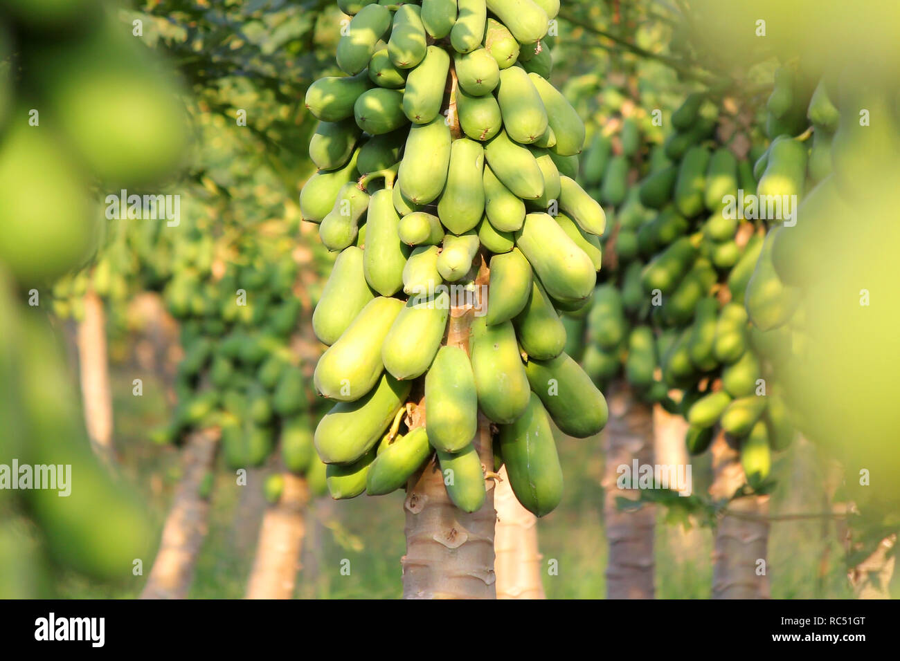 pile of papaya fruit on tree in fruit garden Stock Photo Alamy