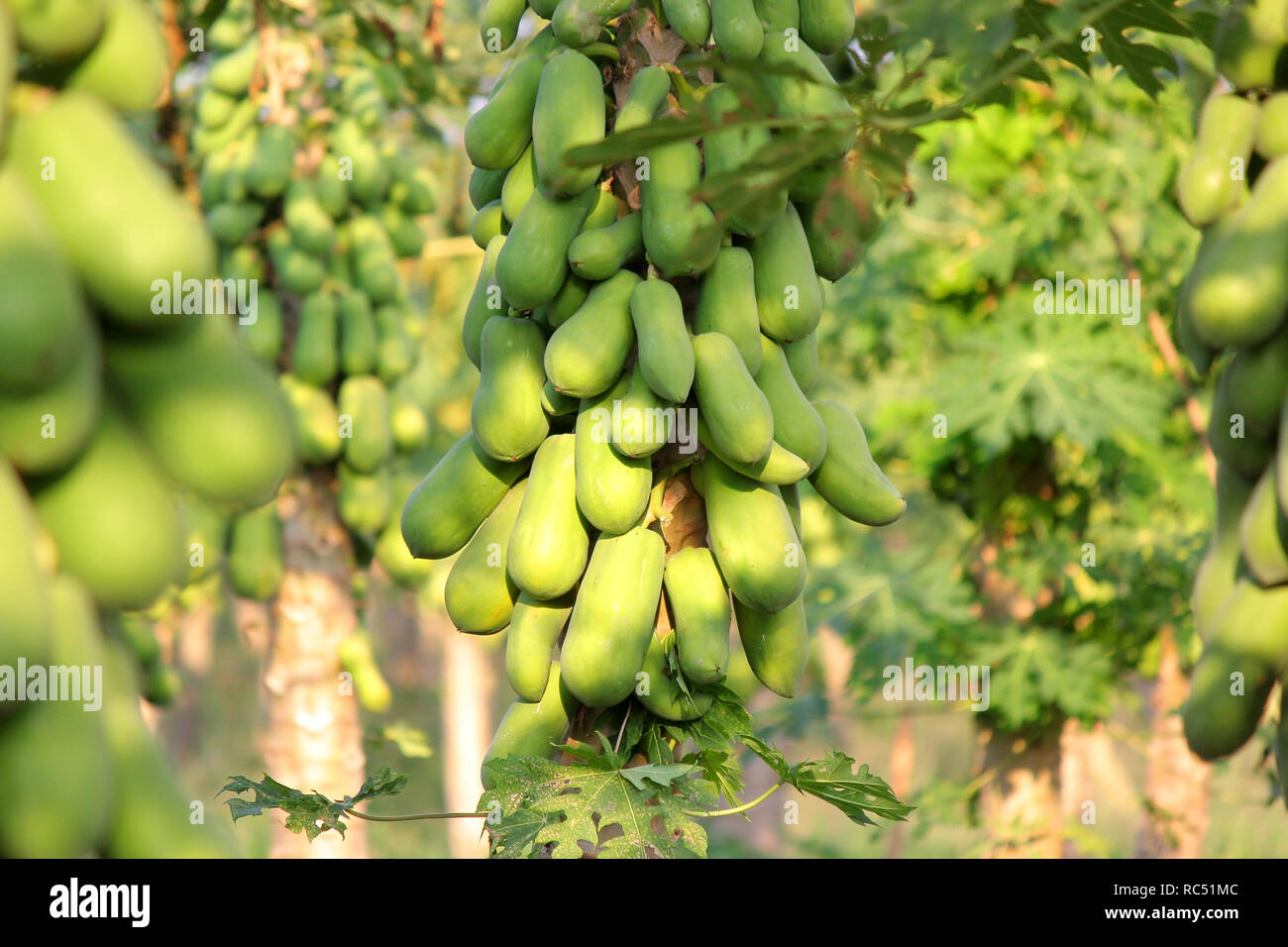 pile of papaya fruit on tree in fruit garden Stock Photo Alamy