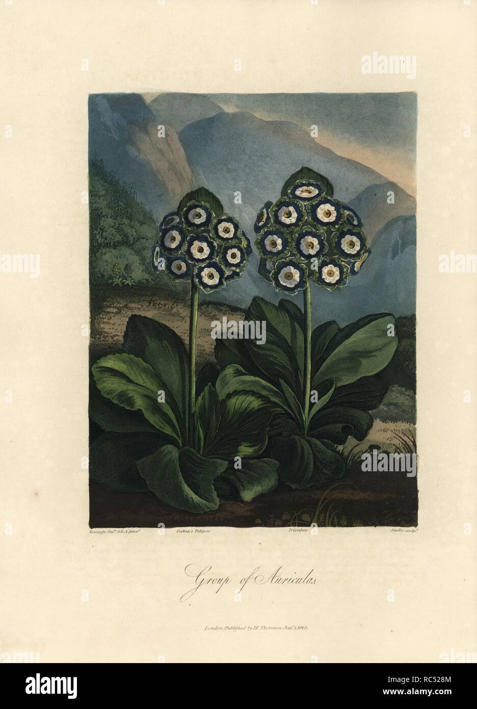 Primula auricula varieties: Cockup's Eclipse and Privateer. Painted by Reinagle Sr., engraved by Stadler. Handcoloured stipple copperplate engraving from Dr. Robert Thornton's 'Temple of Flora,' Lottery edition, London, 1812. The illustrations were a mix of aquatint, mezzotint and stipple engravings finished by hand. Stock Photo