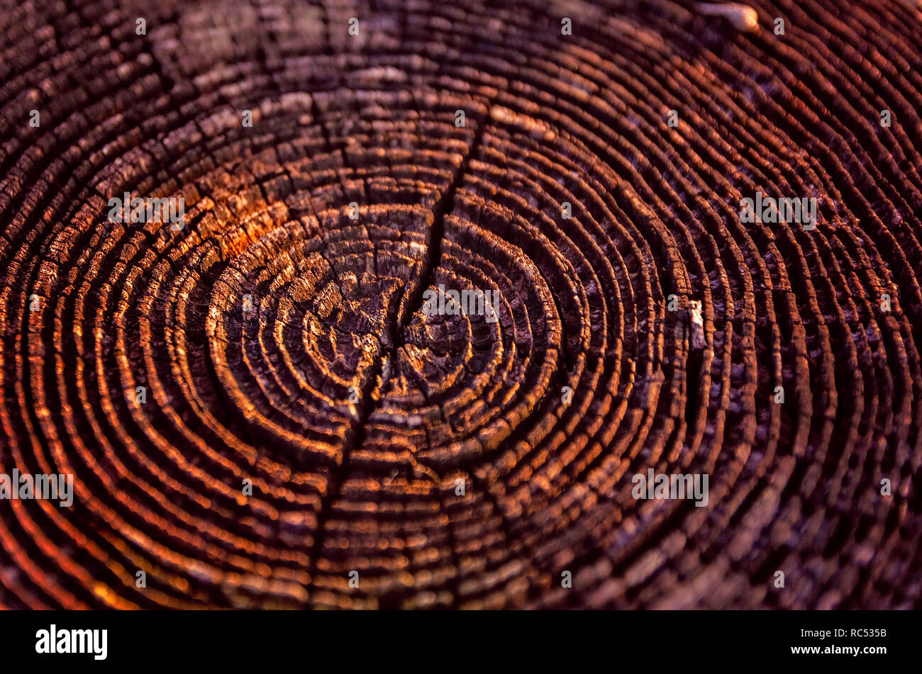 The rungs of a cut tree are visible, creating a circular pattern. Stock Photo