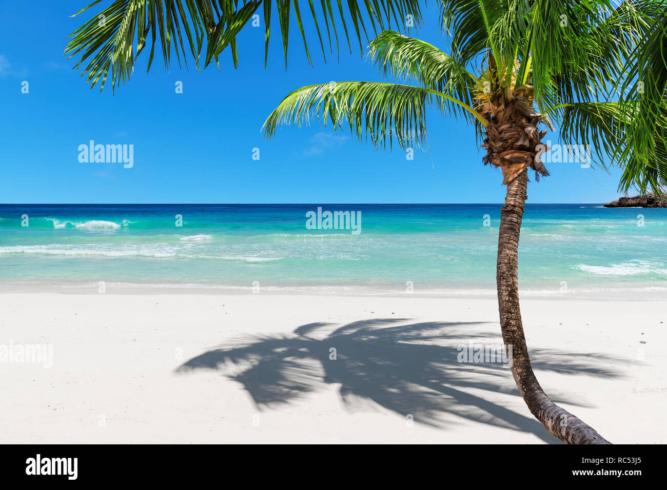 Coco palm on sunny beach on paradise, Jamaica island Stock Photo Alamy