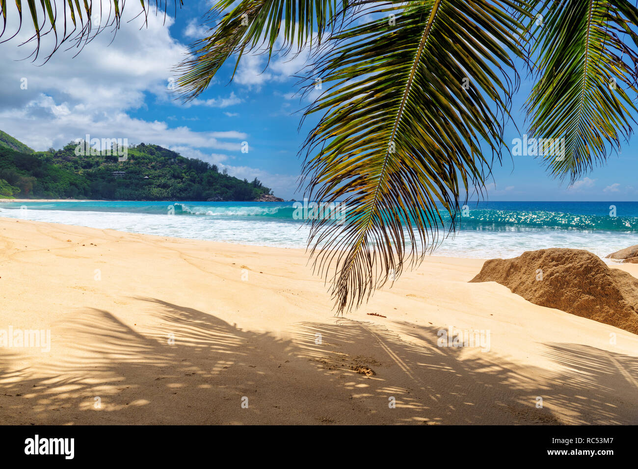 Sandy beach with palms and turquoise sea in Caribbean island. Stock Photo